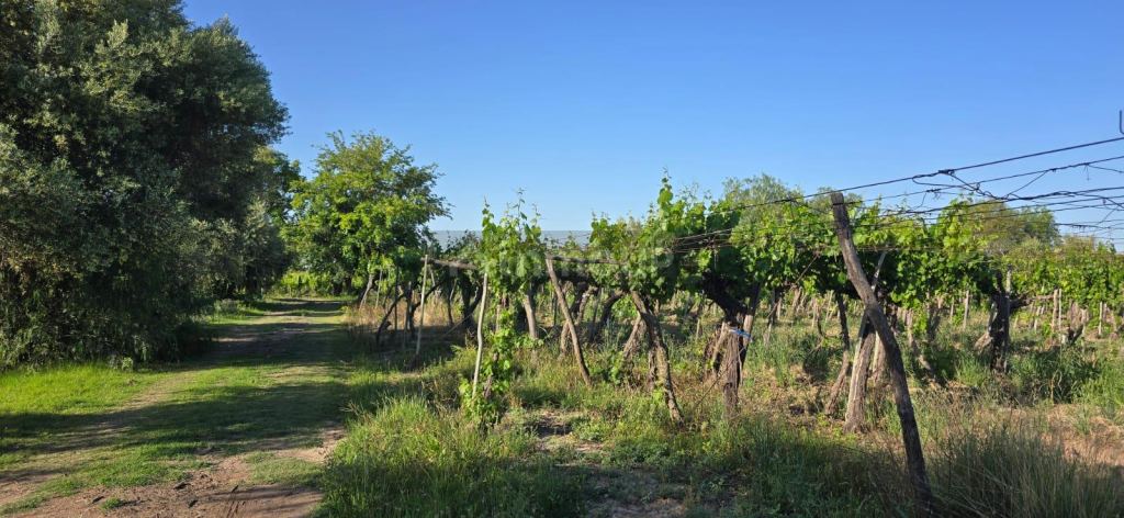 Finca en Venta en Junin, Mendoza