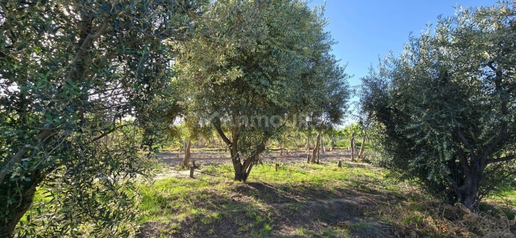 Finca en Venta en Junin, Mendoza