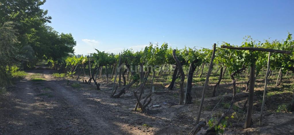 Finca en Venta en Junin, Mendoza