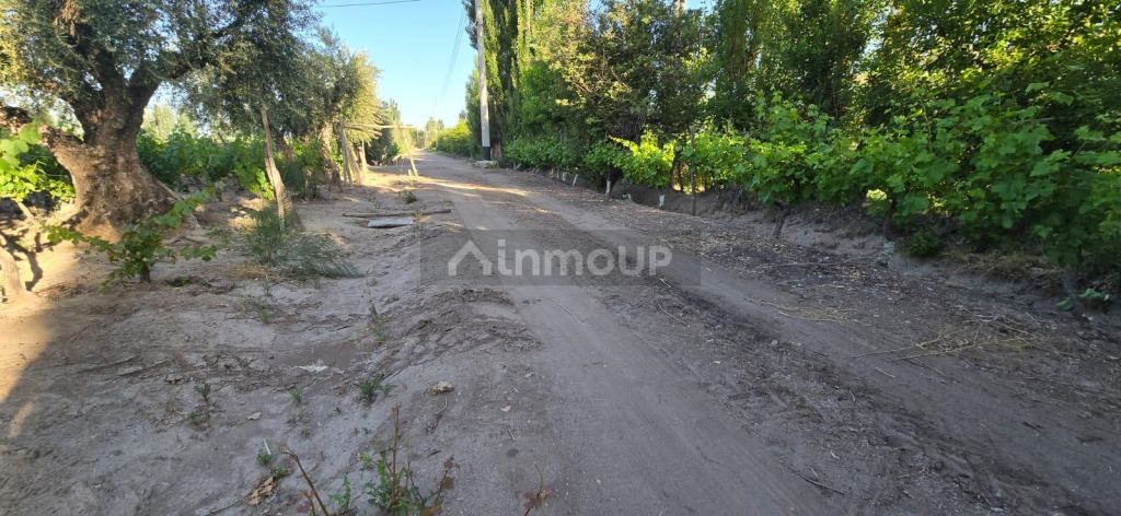 Viñedo en Venta en Junin, Mendoza