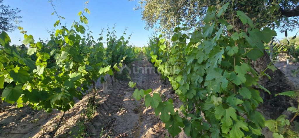 Viñedo en Venta en Junin, Mendoza