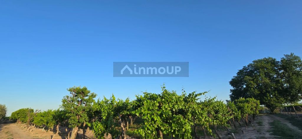Viñedo en Venta en Junin, Mendoza