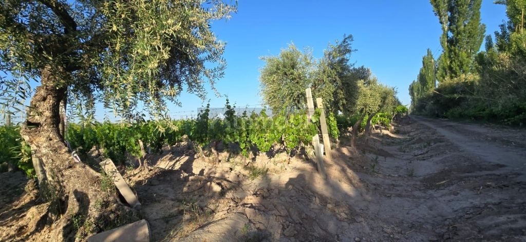 Viñedo en Venta en Junin, Mendoza