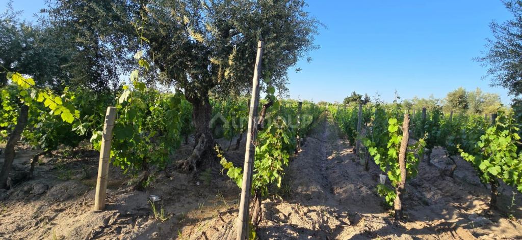 Viñedo en Venta en Junin, Mendoza