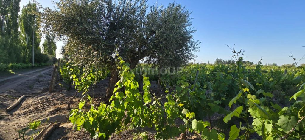 Viñedo en Venta en Junin, Mendoza