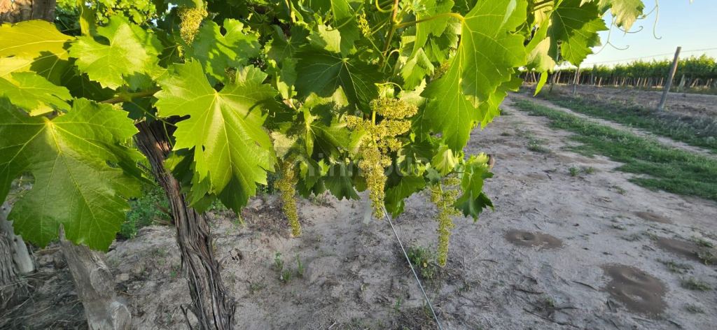 Viñedo en Venta en Junin, Mendoza