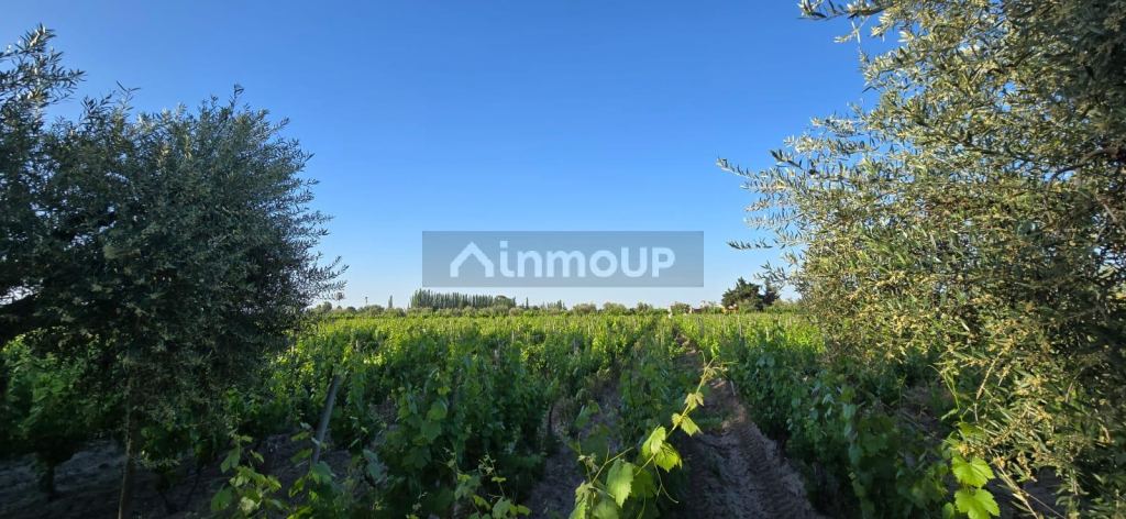 Viñedo en Venta en Junin, Mendoza