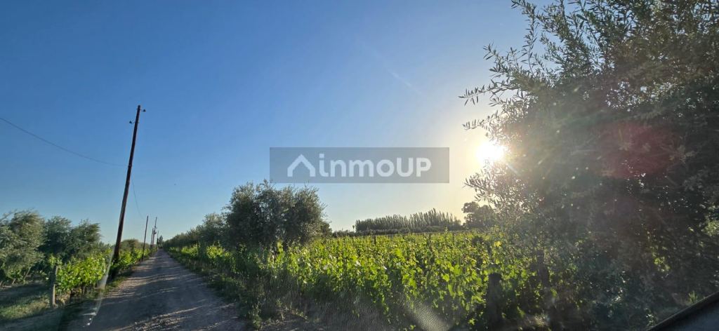 Viñedo en Venta en Junin, Mendoza