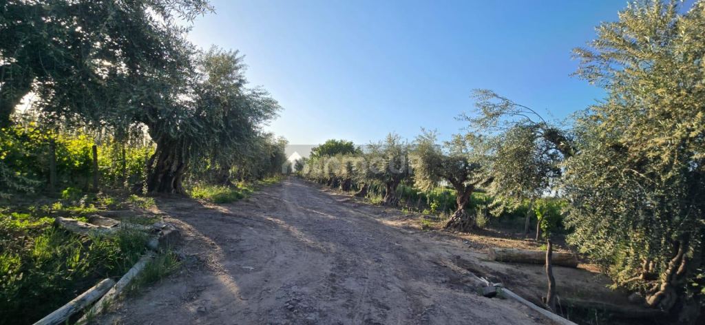 Viñedo en Venta en Junin, Mendoza