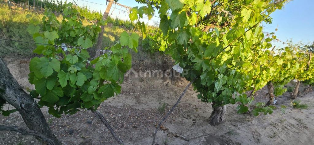 Viñedo en Venta en Junin, Mendoza