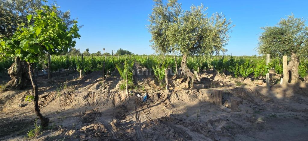 Viñedo en Venta en Junin, Mendoza