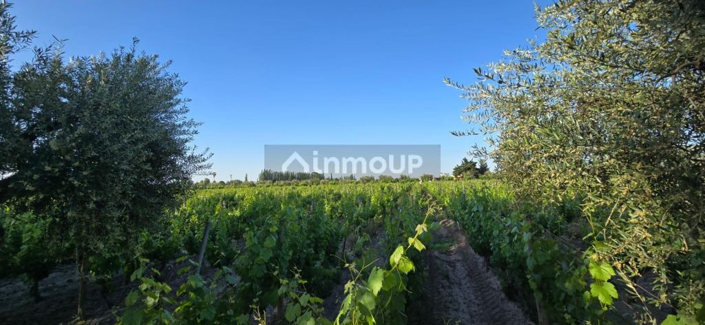 Viñedo en Venta en Junin, Mendoza
