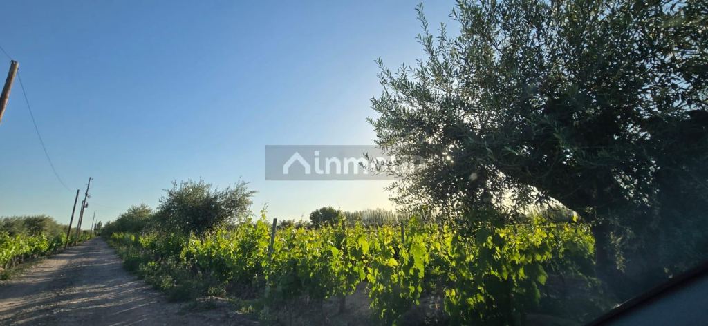 Viñedo en Venta en Junin, Mendoza