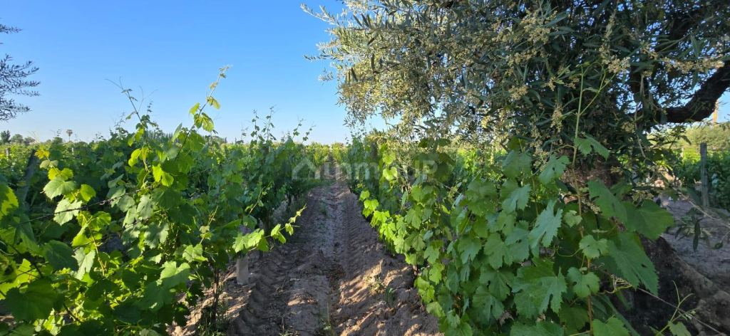 Viñedo en Venta en Junin, Mendoza