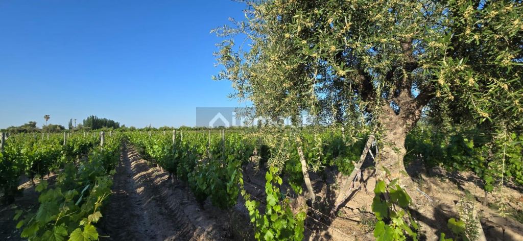 Viñedo en Venta en Junin, Mendoza