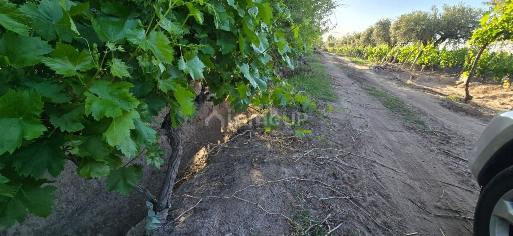 Viñedo en Venta en Junin, Mendoza