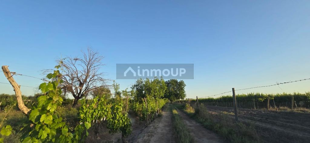 Viñedo en Venta en Junin, Mendoza
