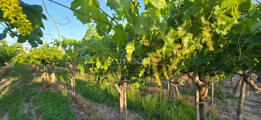 Viñedo en Venta en Junin, Mendoza
