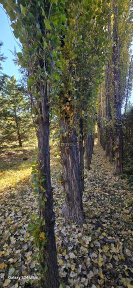 Quinta en Venta en San Rafael, Mendoza