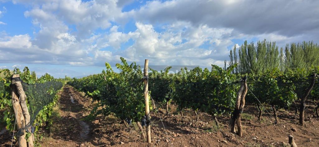 Finca en Venta en Lujan de Cuyo, Mendoza