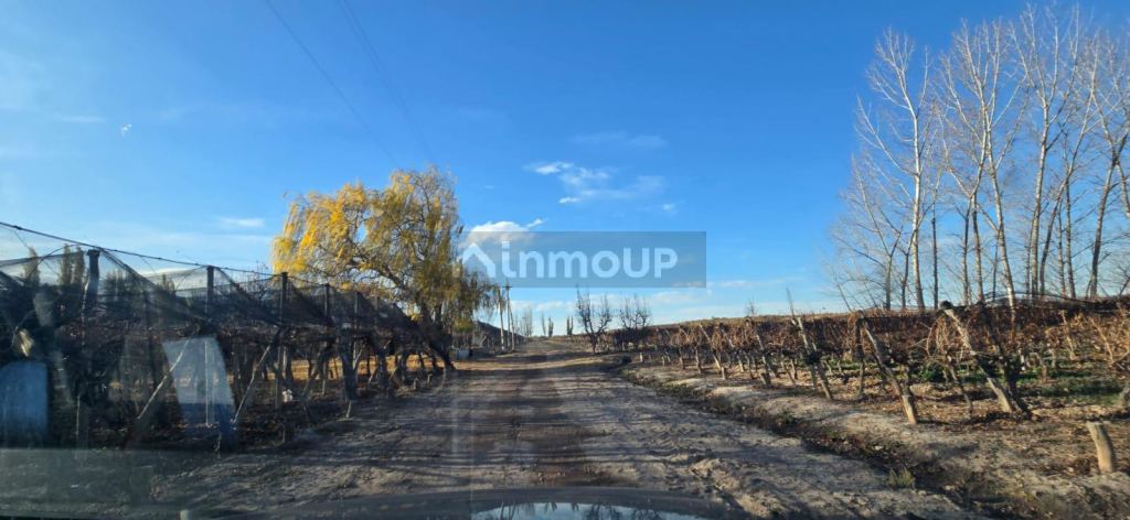 Finca en Venta en Lujan de Cuyo, Mendoza