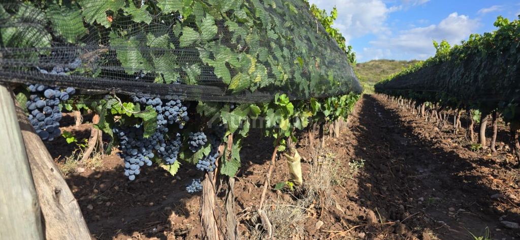Finca en Venta en Lujan de Cuyo, Mendoza