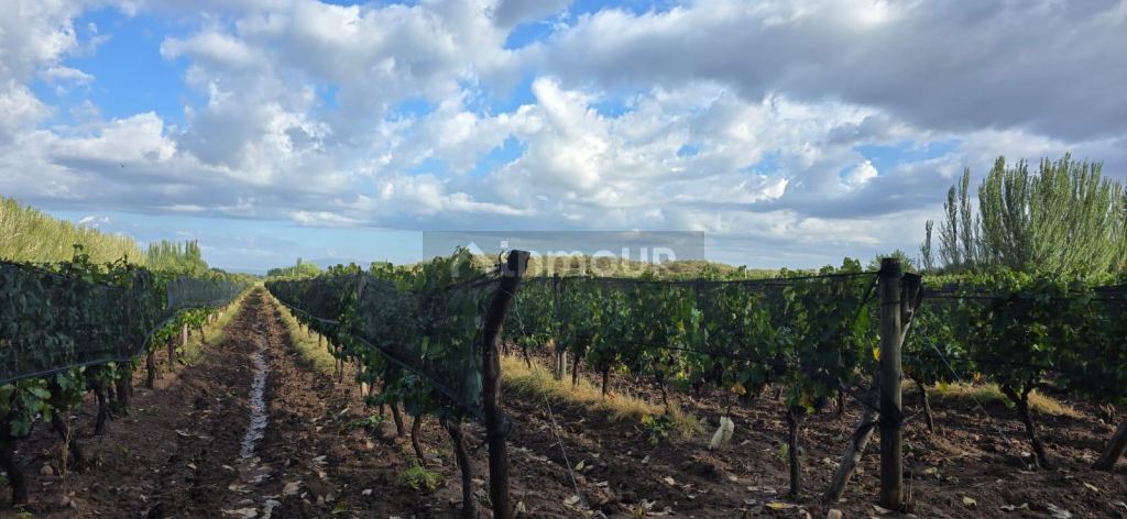 Finca en Venta en Lujan de Cuyo, Mendoza