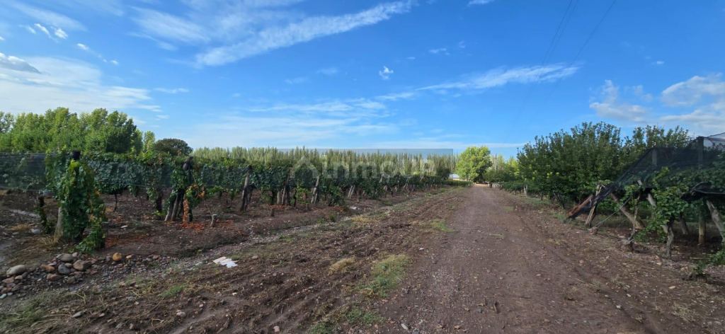 Finca en Venta en Lujan de Cuyo, Mendoza