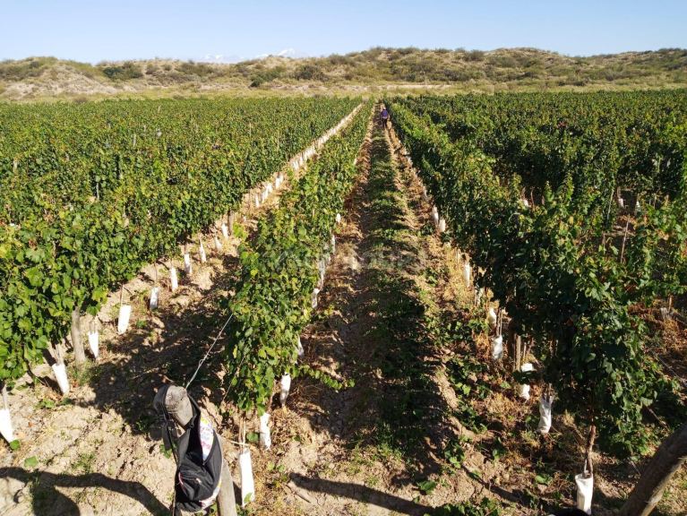 Finca en Venta en Lujan de Cuyo, Mendoza