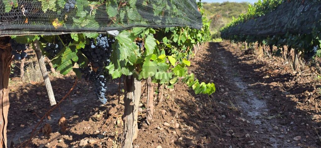 Finca en Venta en Lujan de Cuyo, Mendoza