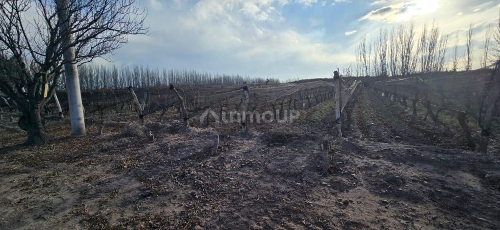 Finca en Venta en Lujan de Cuyo, Mendoza