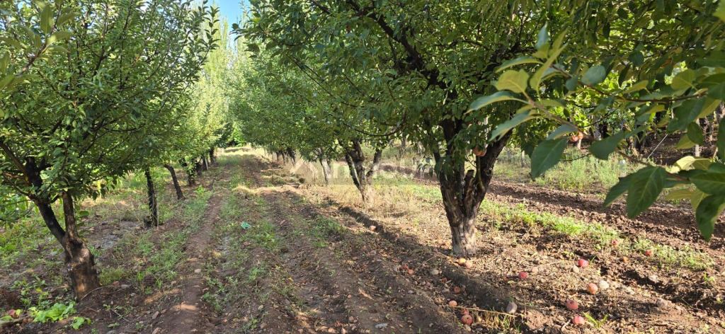Finca en Venta en Lujan de Cuyo, Mendoza