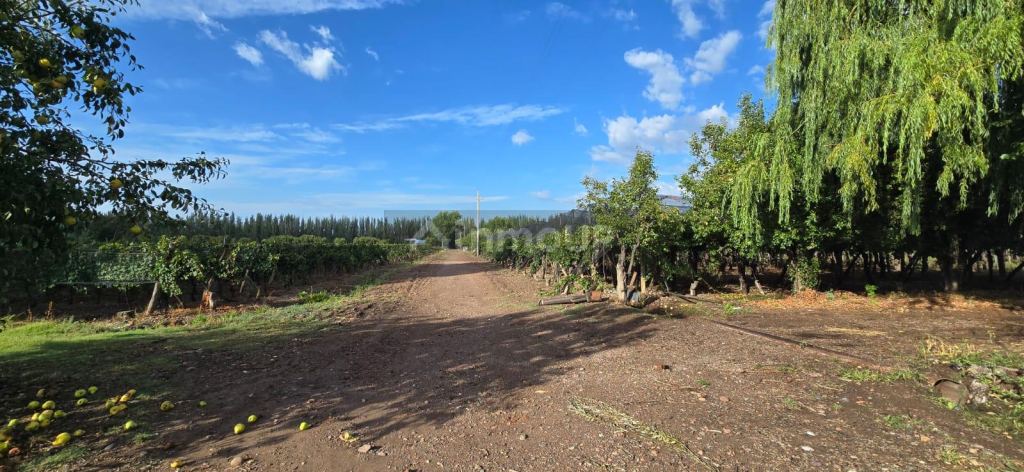 Finca en Venta en Lujan de Cuyo, Mendoza