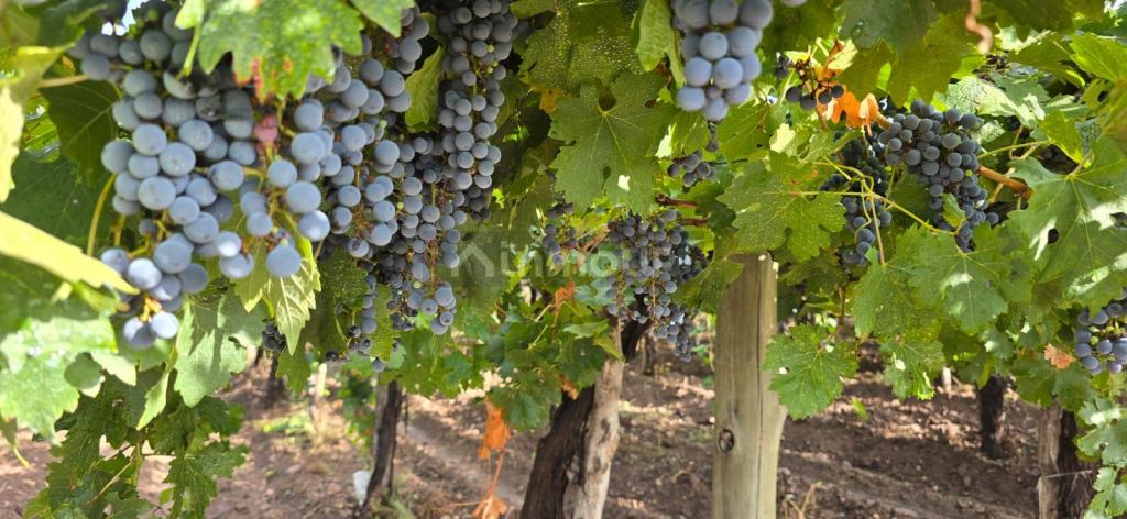 Finca en Venta en Lujan de Cuyo, Mendoza