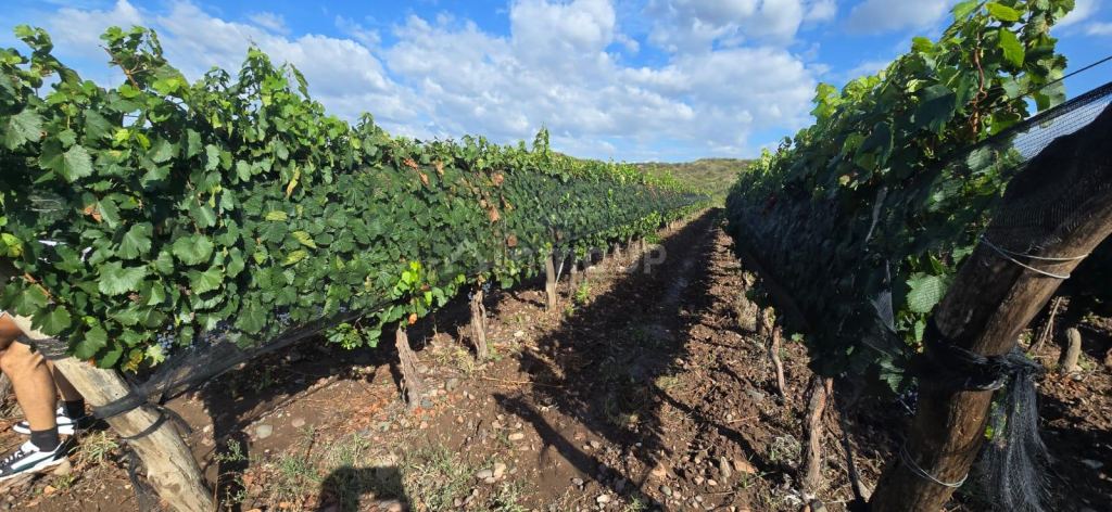 Finca en Venta en Lujan de Cuyo, Mendoza