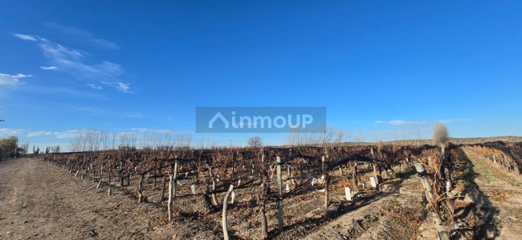 Finca en Venta en Lujan de Cuyo, Mendoza