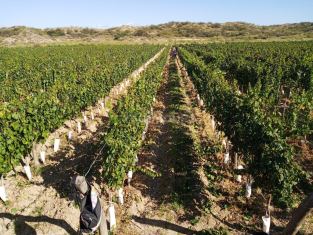 Lujan de Cuyo Ruta 16 Km 4