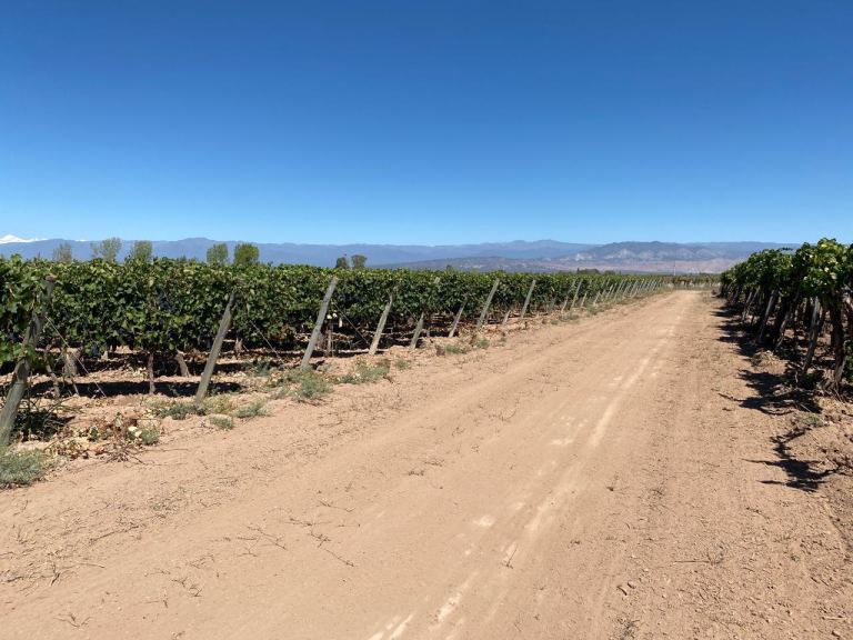 Finca en Venta en Lavalle, Mendoza