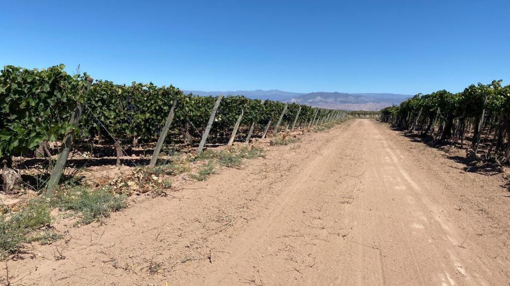 Finca en Venta en Lavalle, Mendoza