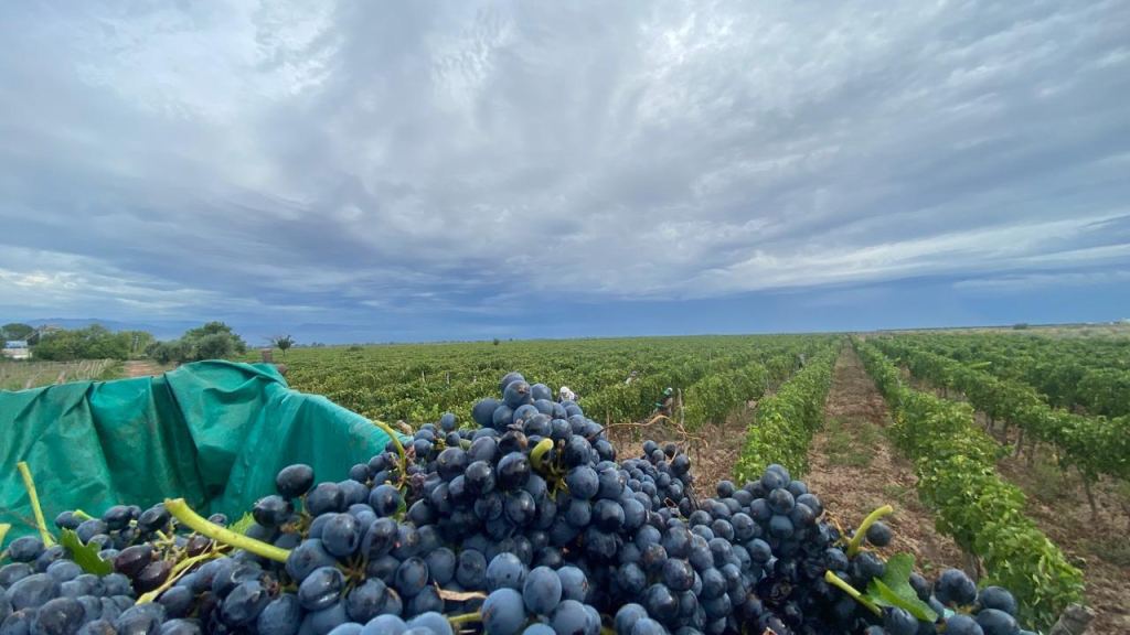 Finca en Venta en Lavalle, Mendoza