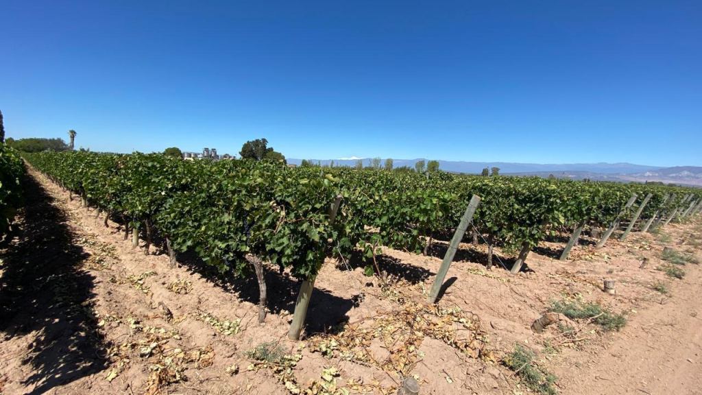 Finca en Venta en Lavalle, Mendoza