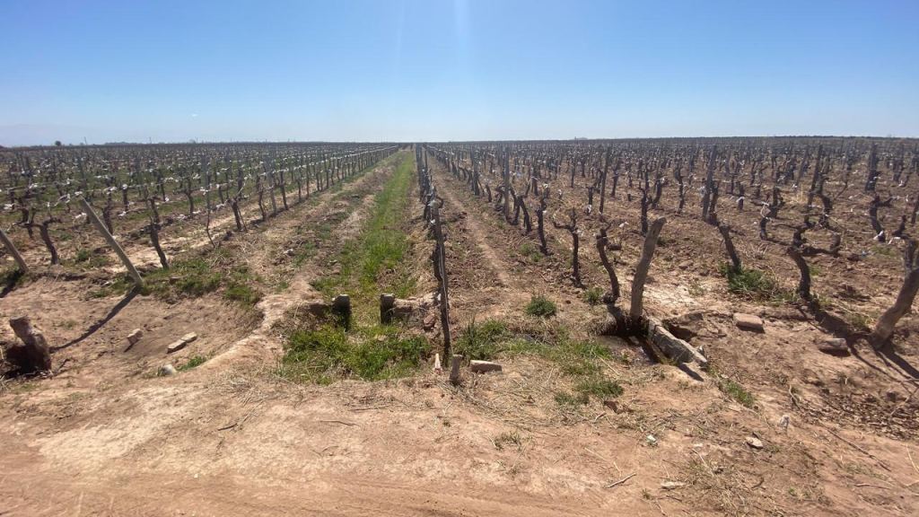Finca en Venta en Lavalle, Mendoza