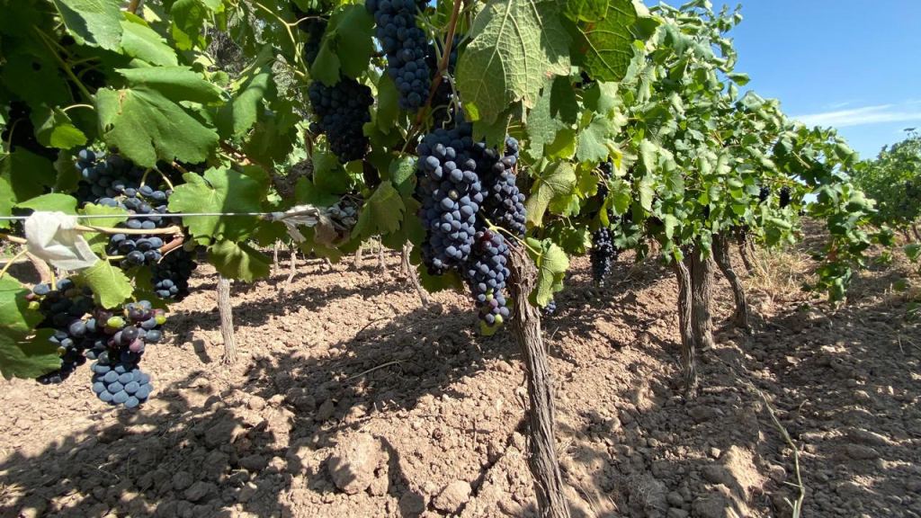 Finca en Venta en Lavalle, Mendoza