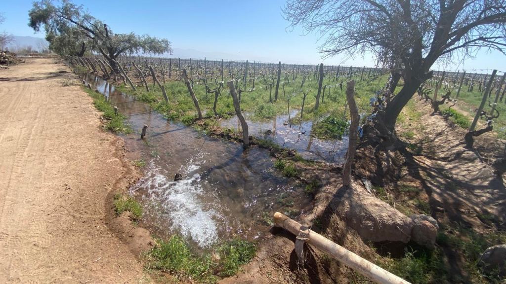 Finca en Venta en Lavalle, Mendoza
