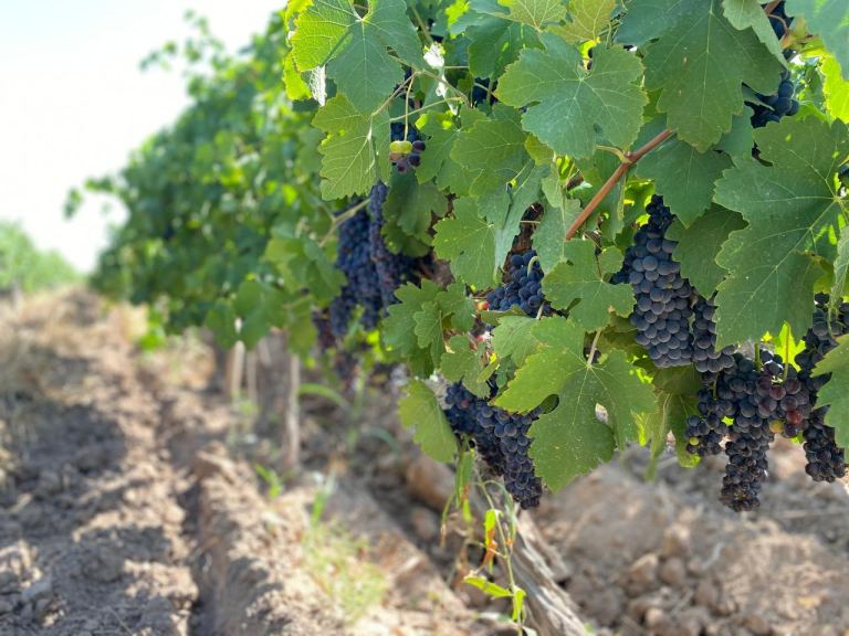Finca en Venta en Lavalle, Mendoza