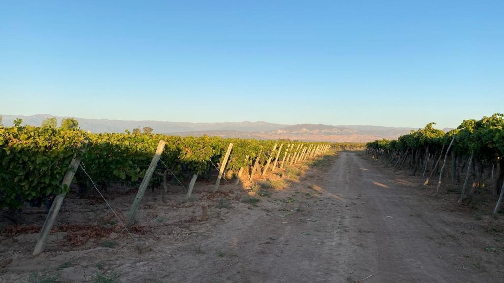 Finca en Venta en Lavalle, Mendoza