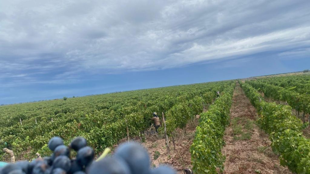 Finca en Venta en Lavalle, Mendoza