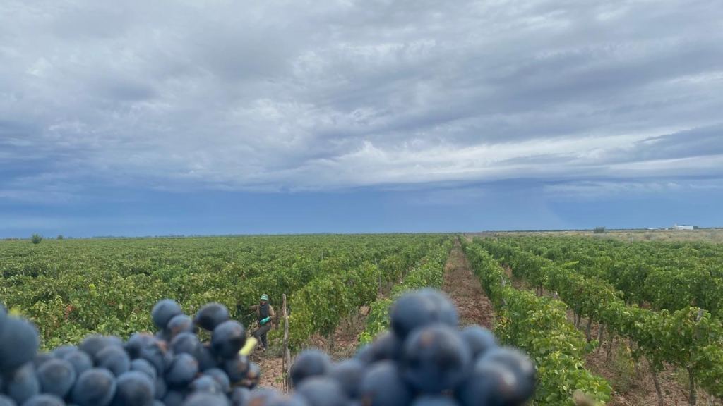 Finca en Venta en Lavalle, Mendoza