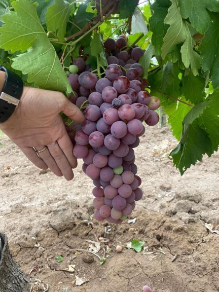 Finca en Venta en Lavalle, Mendoza