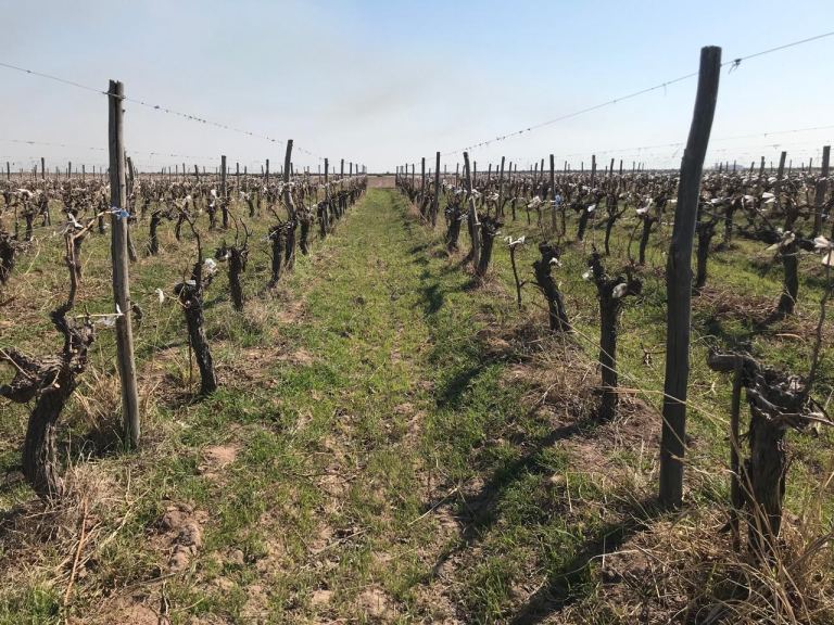 Finca en Venta en Lavalle, Mendoza